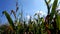 Beautiful skies captured in a cornfield in oakville Indiana