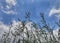 Beautiful skies view with some green plants. Nature and environmental concepts