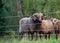 Beautiful skudde sheep on a meadow