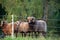 Beautiful skudde sheep on a meadow