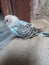 Beautiful sky blue budgie parrot baby
