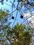 Beautiful sky. Forests. Sunny day. Cones.