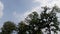 Beautiful sky image with green trees and clouds