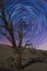 Beautiful sky at night with star trails and a dead tree in a dune