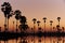 Beautiful sky of sugar palm tree and reflection of water in rice field. Background of clear orange sky