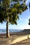 Beautiful sky with white clouds and lonely tree on a beach..Spanish coast.