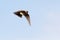 Beautiful Skylark Alauda arvensis bird in flight
