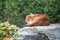 Beautiful sleeping dhole wild dog portrait close up