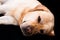 Beautiful sleeping labrador, studio portrait.