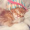 Beautiful sleeping red solid maine coon kittens covered in warm