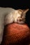 Beautiful sleeping tabby cat portrait view