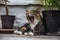 Beautiful sleepy cat yawning in Green House of Leo Tolstoy in Yasnaya Polyana