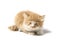 A Beautiful Sleepy Mixed Domestic Orange cat , funny positions. Animal portrait