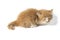 A Beautiful Sleepy Mixed Domestic Orange cat , funny positions. Animal portrait