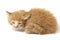 A Beautiful Sleepy Mixed Domestic Orange cat , funny positions. Animal portrait