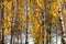 Beautiful slender birch trees