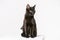 A beautiful slender black cat sits on a white cube on a white background
