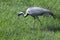 A beautiful slender and graceful bird demoiselle crane cautiously walks along a green grass field