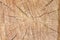 Beautiful slice of pine wood, large rings texture.