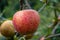 A beautiful slightly reddish apple on a branch in an orchard. Jonagold