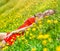 Beautiful slim young female student in a bright red dress cuts in the middle of a green field or meadow in yellow dandelions