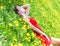 Beautiful slim young female student in a bright red dress cuts in the middle of a green field or meadow in yellow dandelions