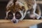 beautiful Slow Loris. slow loris is now among the world top 25 most endangered primates its taken from the wild to sell as pets at