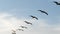 Beautiful slow motion clip of 9 Brown Pelicans, Pelecanus occidentalis, soaring left to right under a partly cloudy blue sky in
