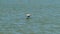 Beautiful slow motion clip of a Brown Pelican bird, Pelecanus occidentalis, soaring and flying left to right, close to the water