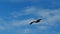 Beautiful Slow Motion clip of a Brown Pelican, Pelecanus occidentalis, soaring right to left under a blue sky in Port Aransas,
