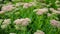Beautiful slow motion decorative garden Sedum spectabile Flowers or stonecrop blossoming at autumn. Flower card