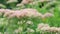 Beautiful slow motion decorative garden Sedum spectabile Flowers or stonecrop blossoming at autumn. Soft focus. Flower