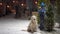 Beautiful slow motion video - little boy with his dog cheerfully shakes off snow from a snowy Christmas tree in a park