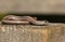 A beautiful Slow worm Anguis fragilis sunning itself on a wooden stump in a woodland glade.