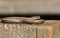 A beautiful Slow worm Anguis fragilis sunning itself on a wooden stump in a woodland glade.