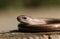 A beautiful Slow worm Anguis fragilis sunning itself on a wooden stump in a woodland glade.