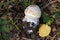 beautiful small amanita muscaria fly agaric mushroom in the grass closeup macro