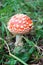 Beautiful small amanita muscaria fly agaric mushroom hide in the grass