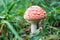 Beautiful small amanita muscaria fly agaric mushroom hide in the grass