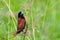 Beautiful small bird Chestnut Munia standing on the grasses
