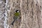 Beautiful small bird great tit or Parus major bird sitting on the snow covered tree branch in winter