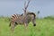 Beautiful small black bird sitting on the back of a zebra on the grass covered fields