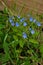 Beautiful small blue flowers Veronica chamaedrys