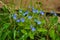 Beautiful small blue flowers Veronica chamaedrys