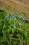 Beautiful small blue flowers Veronica chamaedrys