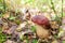 Beautiful small boletus pinophilus known as penny bun in a pine forest