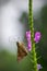 A beautiful Small Branded Swift Butterfly perched on flowers