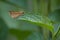 A beautiful Small Branded Swift Butterfly perched on leaves