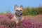 Beautiful small brown French Bulldog dog sitting in a field of purple blooming heather `Calluna vulgaris` plants