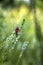 Beautiful small bug sitting on the delicate flower.